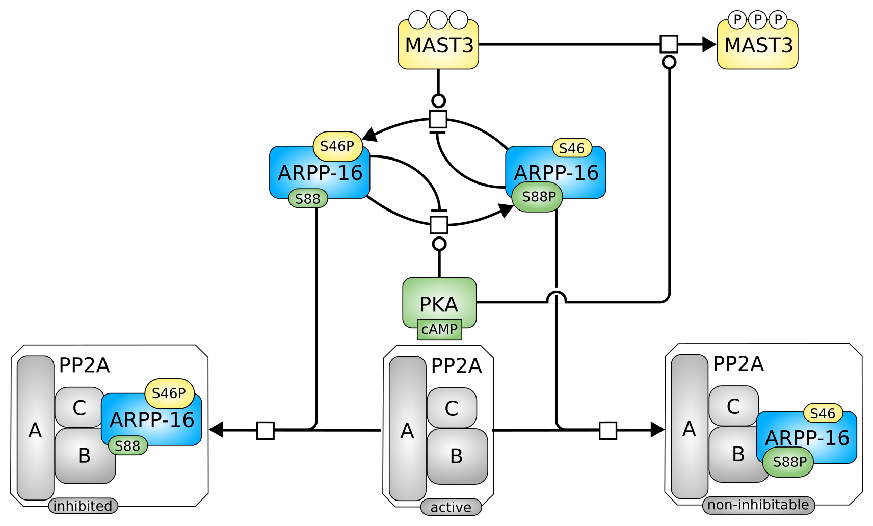 PD map of ARPP-16 regulation