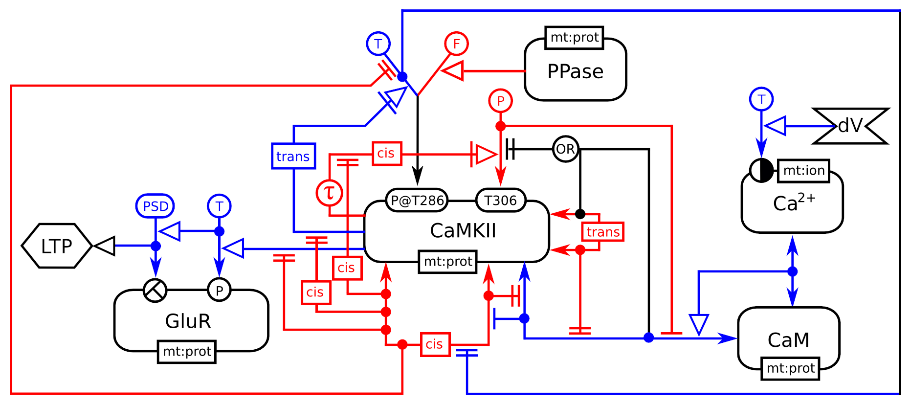 ER map of CaMKII regulation in synaptic plasticity