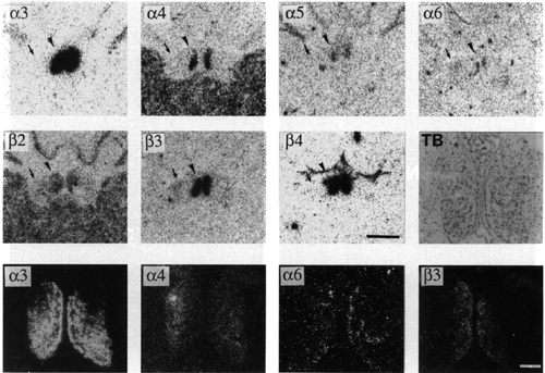 Figure 2, low resolution