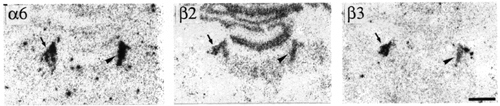 Figure 7, low resolution