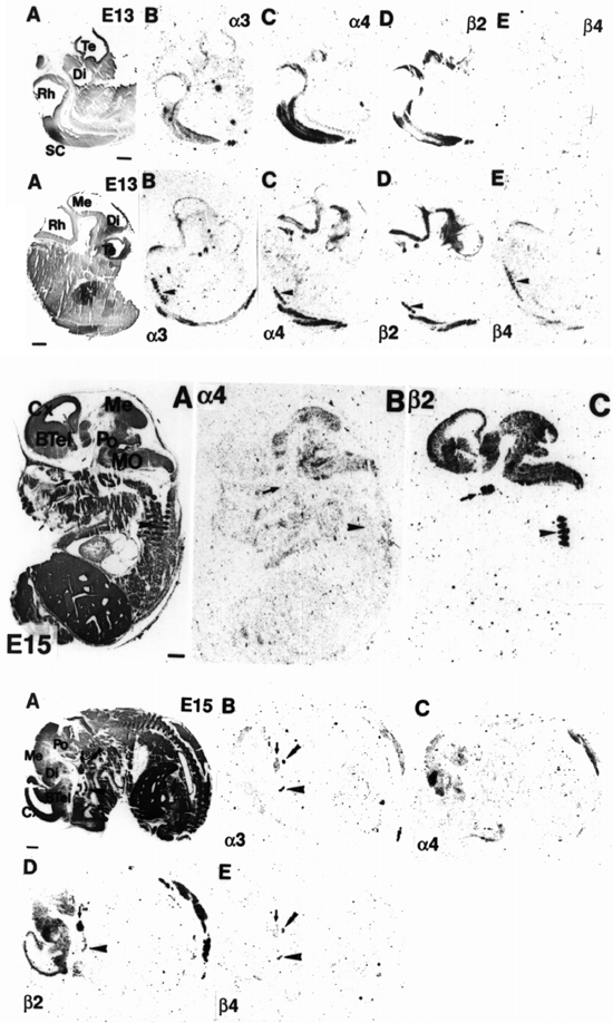 E13-15