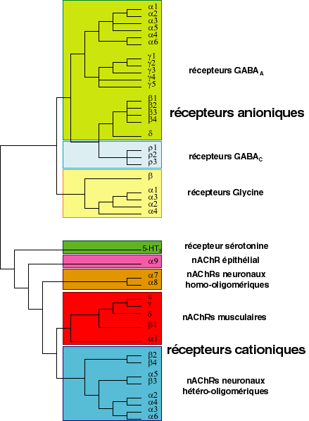 phylosupfam
