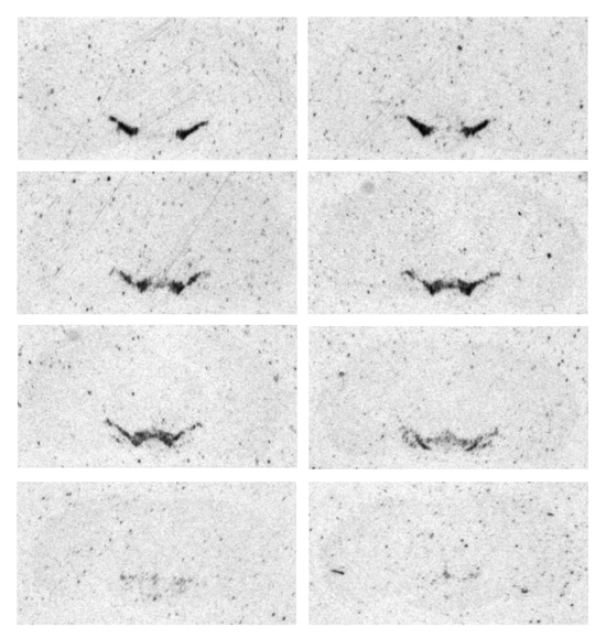 alpha6 in DA nuclei